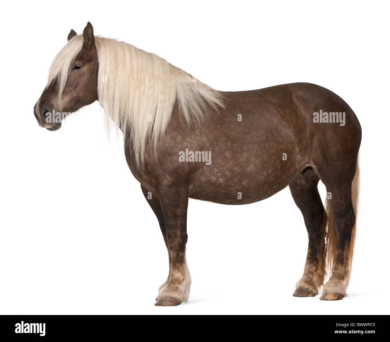 Comtois caballo, un caballo de tiro, Equus caballus, de 10 años, parados delante de un fondo blanco Foto de stock