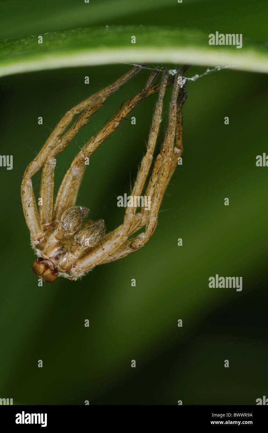 Arácnidos araña araña exuvia arañas araña arácnidos artrópodos artrópodos animal  animales invertebrados invertebrados Fotografía de stock - Alamy
