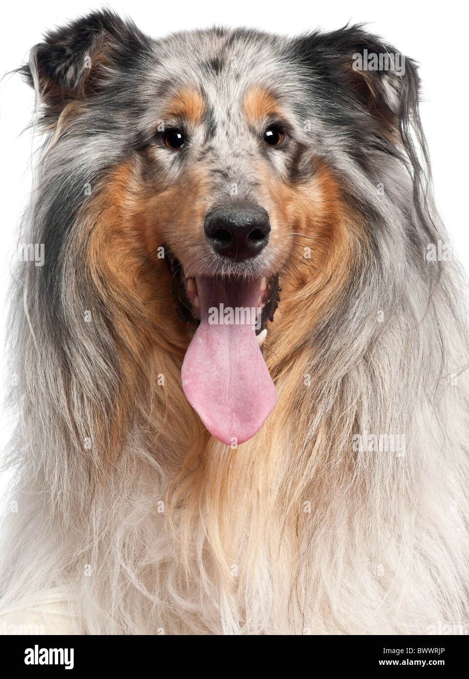 Perro pastor marrón gris fotografías e imágenes de alta resolución - Alamy