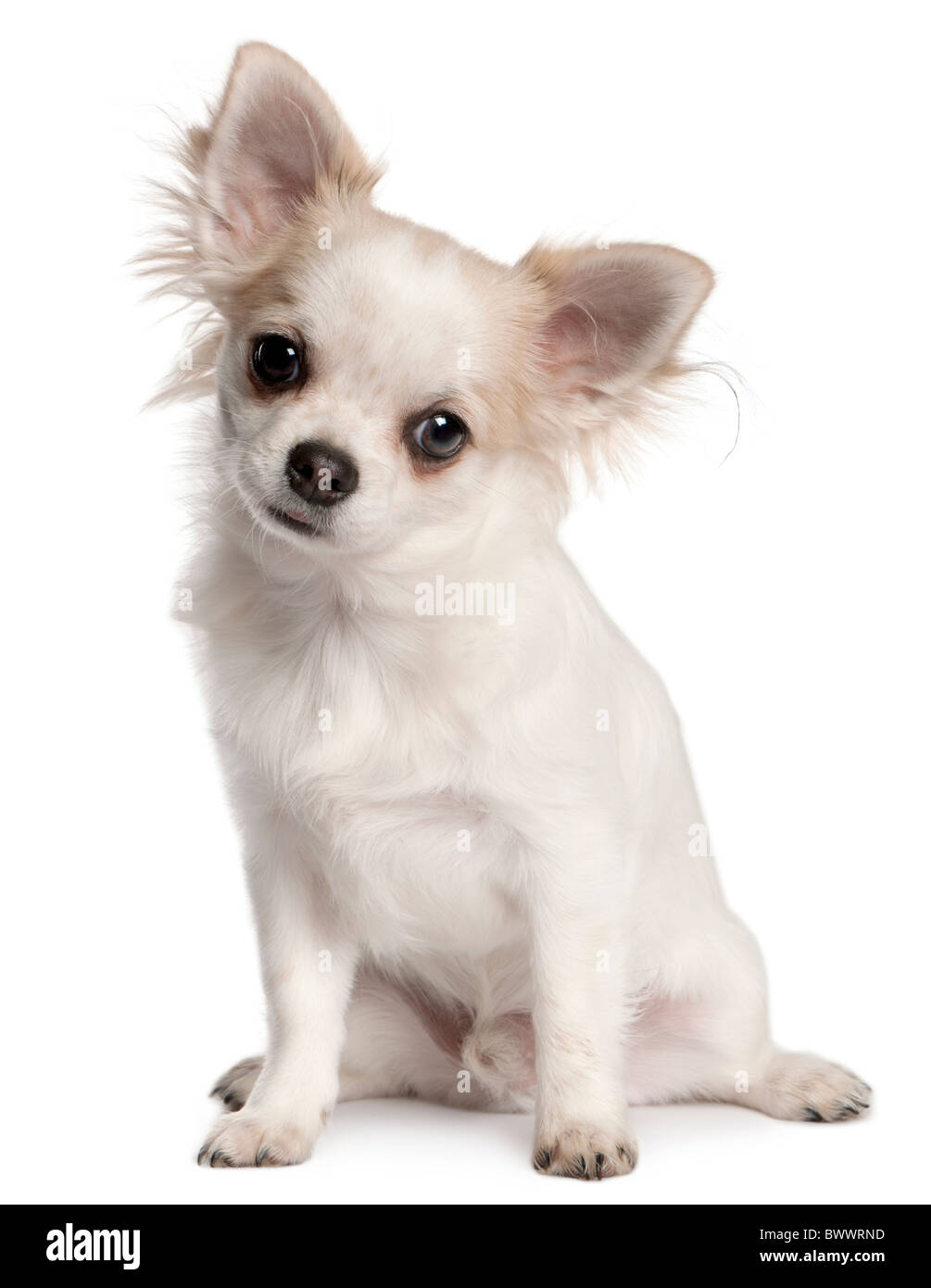 Chihuahua cachorro, de 4 meses de edad, sentado delante de un fondo blanco  Fotografía de stock - Alamy