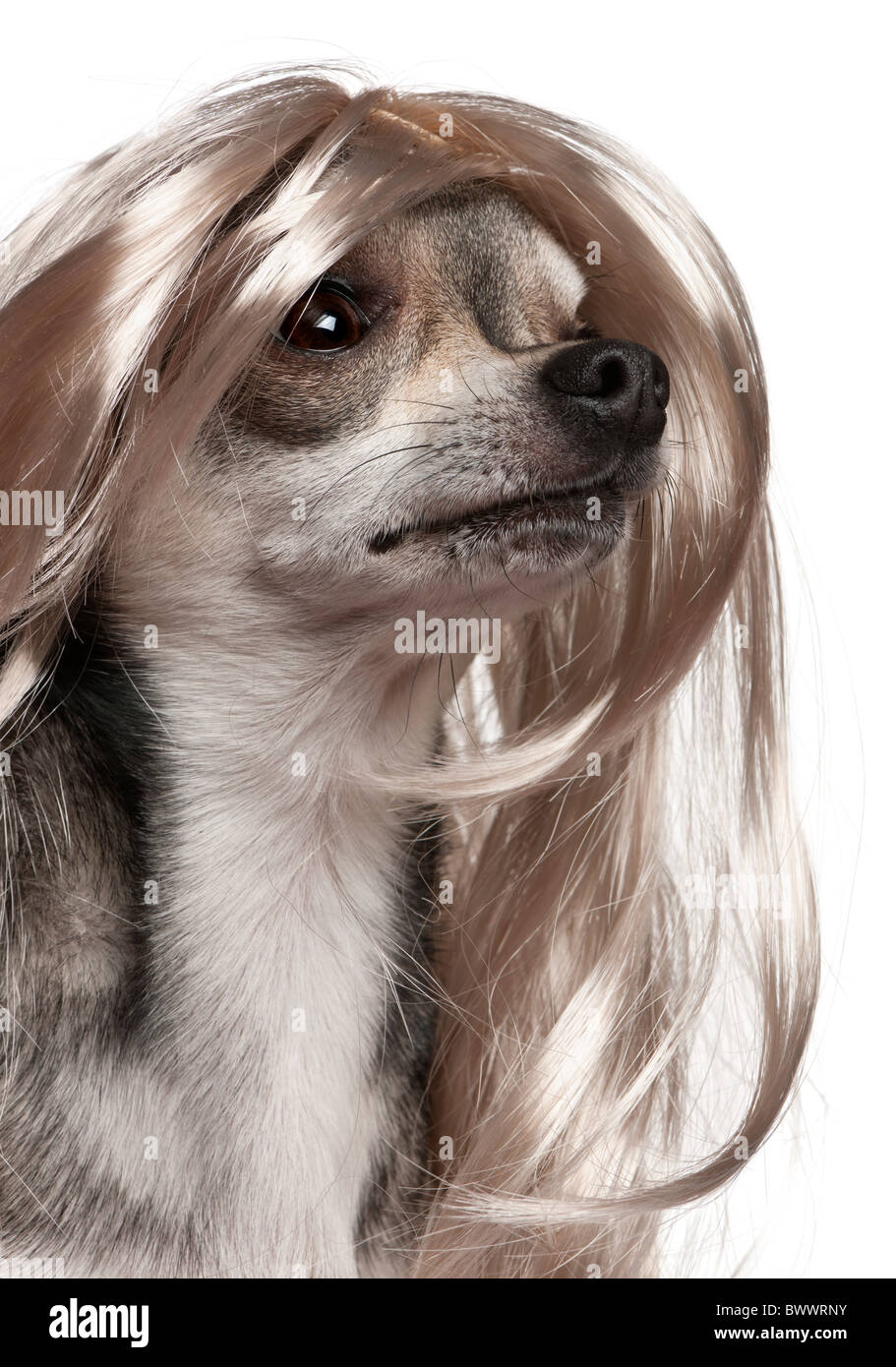 Close-up de Chihuahua con pelo largo peluca, 3 años, delante de un fondo  blanco Fotografía de stock - Alamy