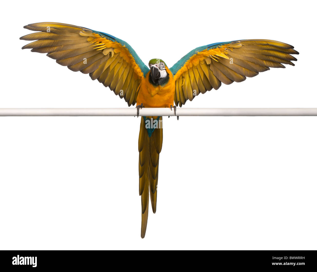 Guacamayo azul y amarillo, Ara ararauna, encaramado y batir las alas delante de un fondo blanco Foto de stock