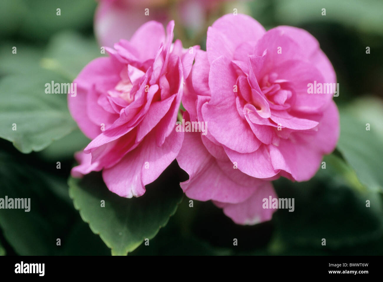 Busy Lizzie, Bálsamo (Impatiens walleriana), variedad: Pink Paradise, flores. Foto de stock