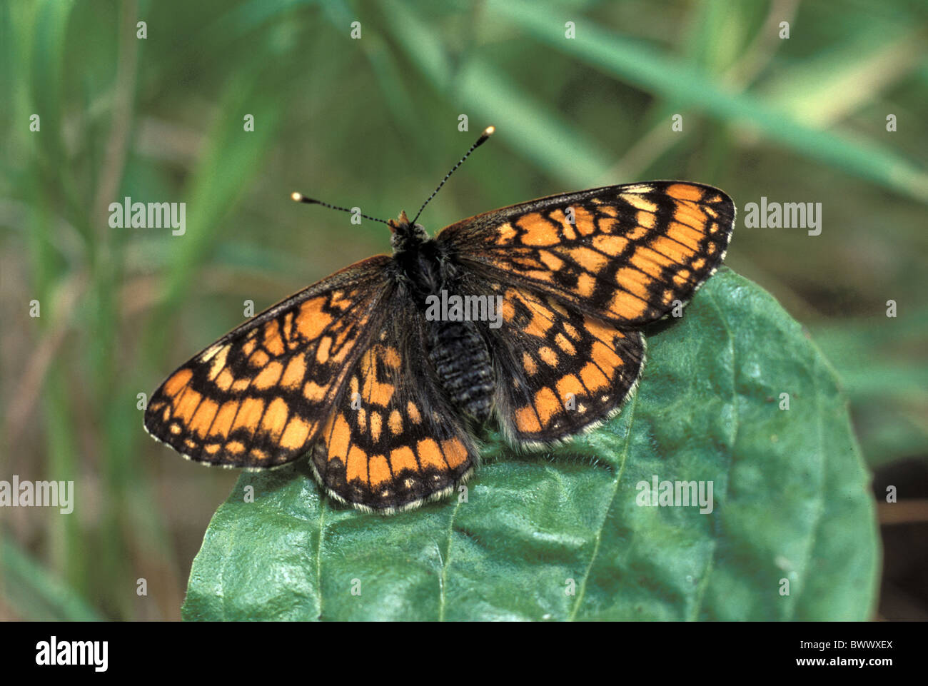 Animal animales mariposas mariposas INSECTOS insectos artrópodos