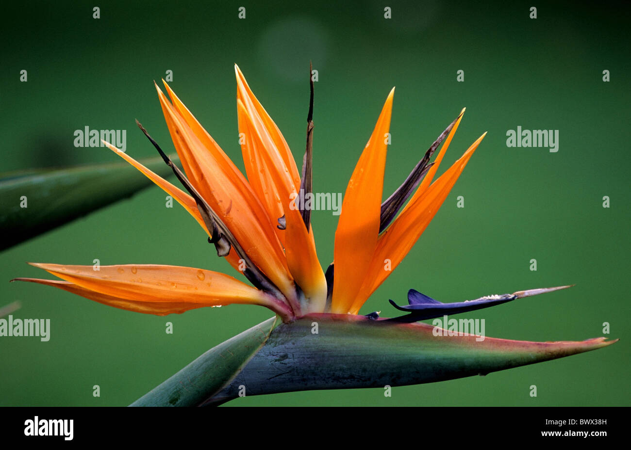 Plantas de aves del paraíso fotografías e imágenes de alta resolución -  Alamy