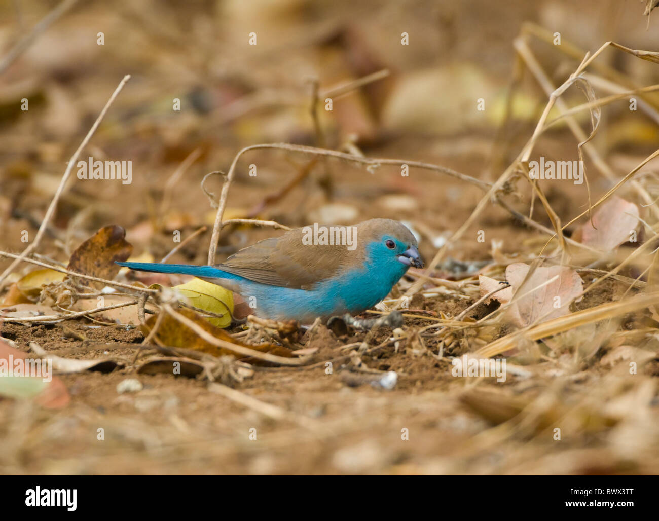 Azul Uraeginthus Waxbill angolensis Parque Nacional Kruger Sudáfrica Foto de stock