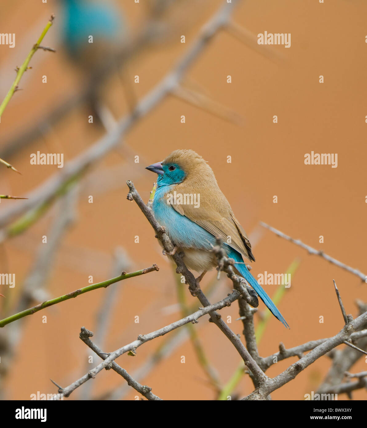 Azul Uraeginthus Waxbill angolensis Parque Nacional Kruger Sudáfrica Foto de stock
