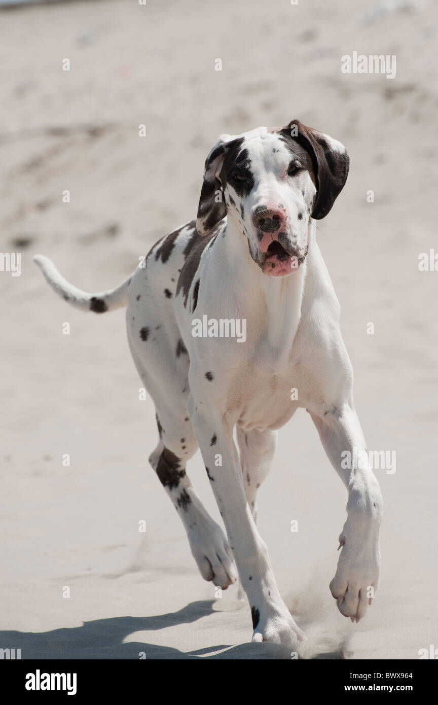 Perro gran danés blanco y negro fotografías e imágenes de alta resolución -  Alamy