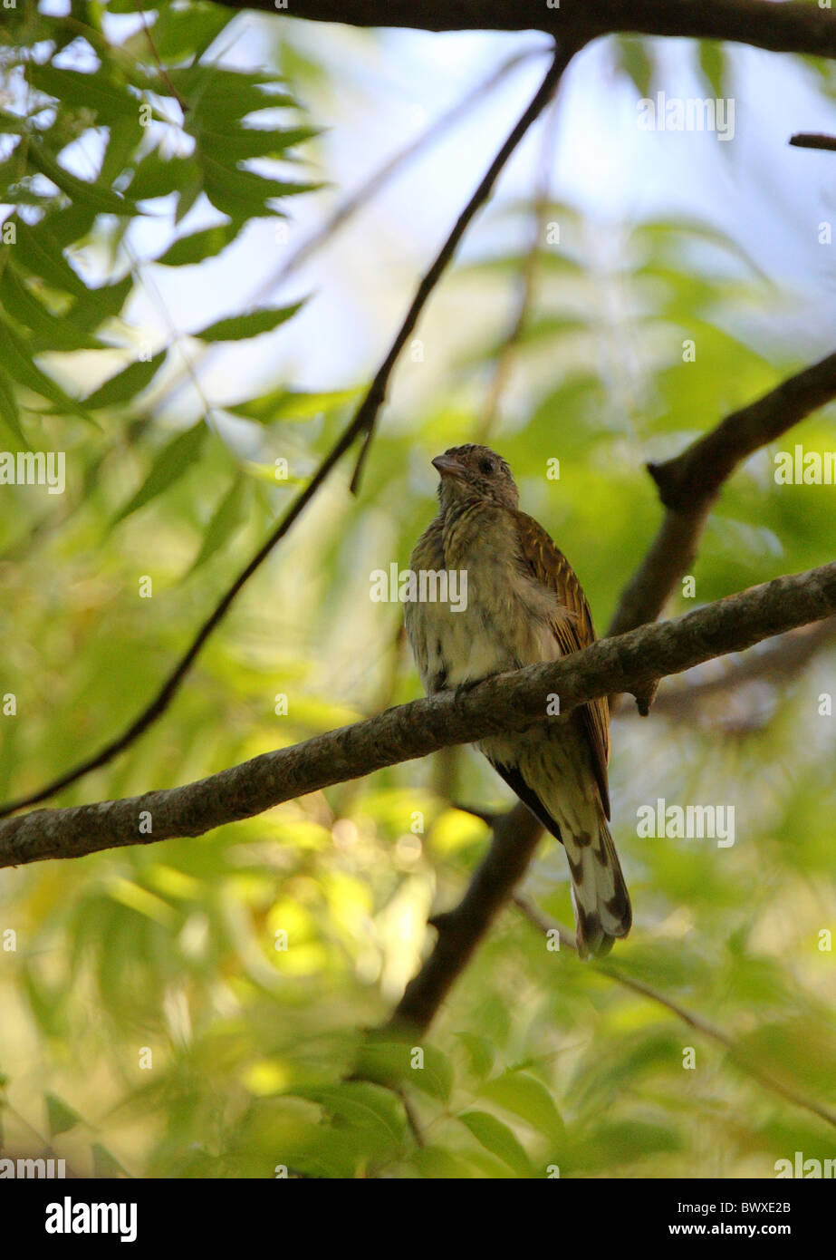 -Throated Honeyguide escamosa (Indicador variegatus) adulto, encaramado en la rama, Bosque Arabuko-Sokoke, Kenya, noviembre Foto de stock