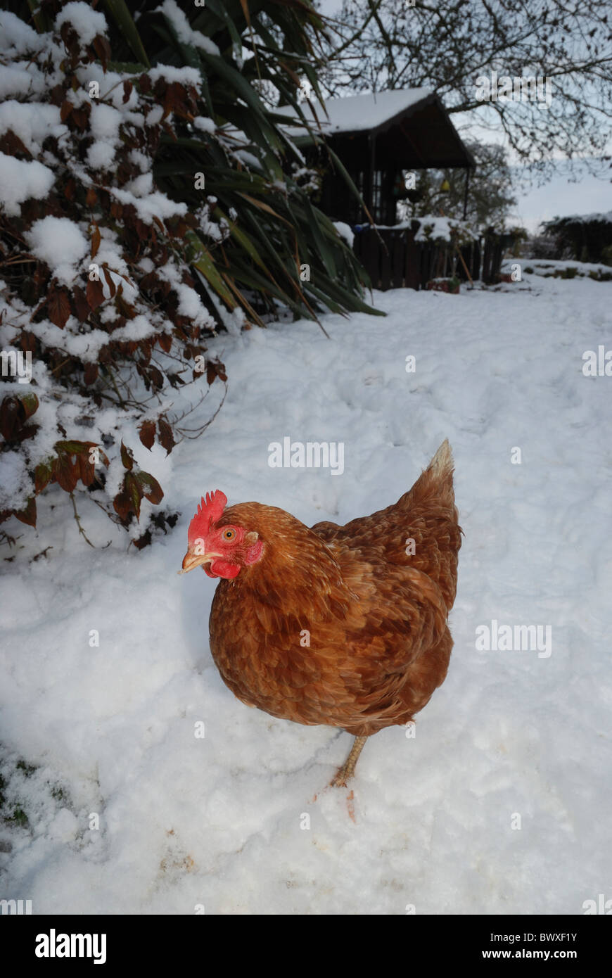 Un intervalo libre gallina de pie en la nieve. Lincolnshire, Inglaterra. Foto de stock