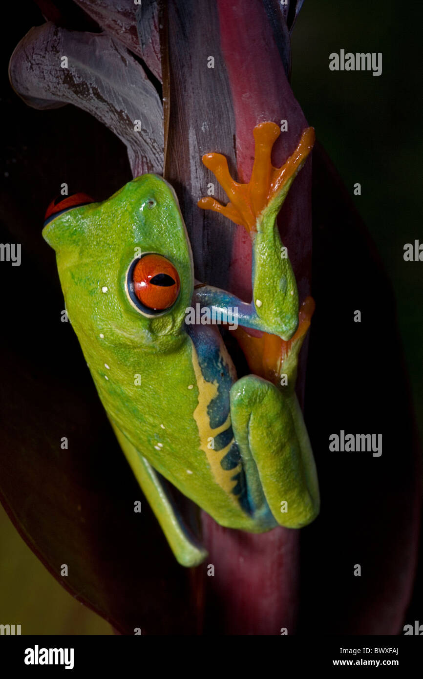 Treefrog de ojos rojos (Agalychnis callidryas) - cautivo nativa de América del Sur Foto de stock