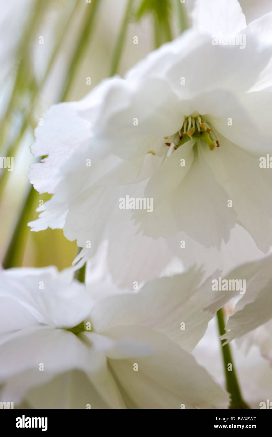 Flores blancas de flor de cerezo japonés en Westonbirt Arboretum Foto de stock