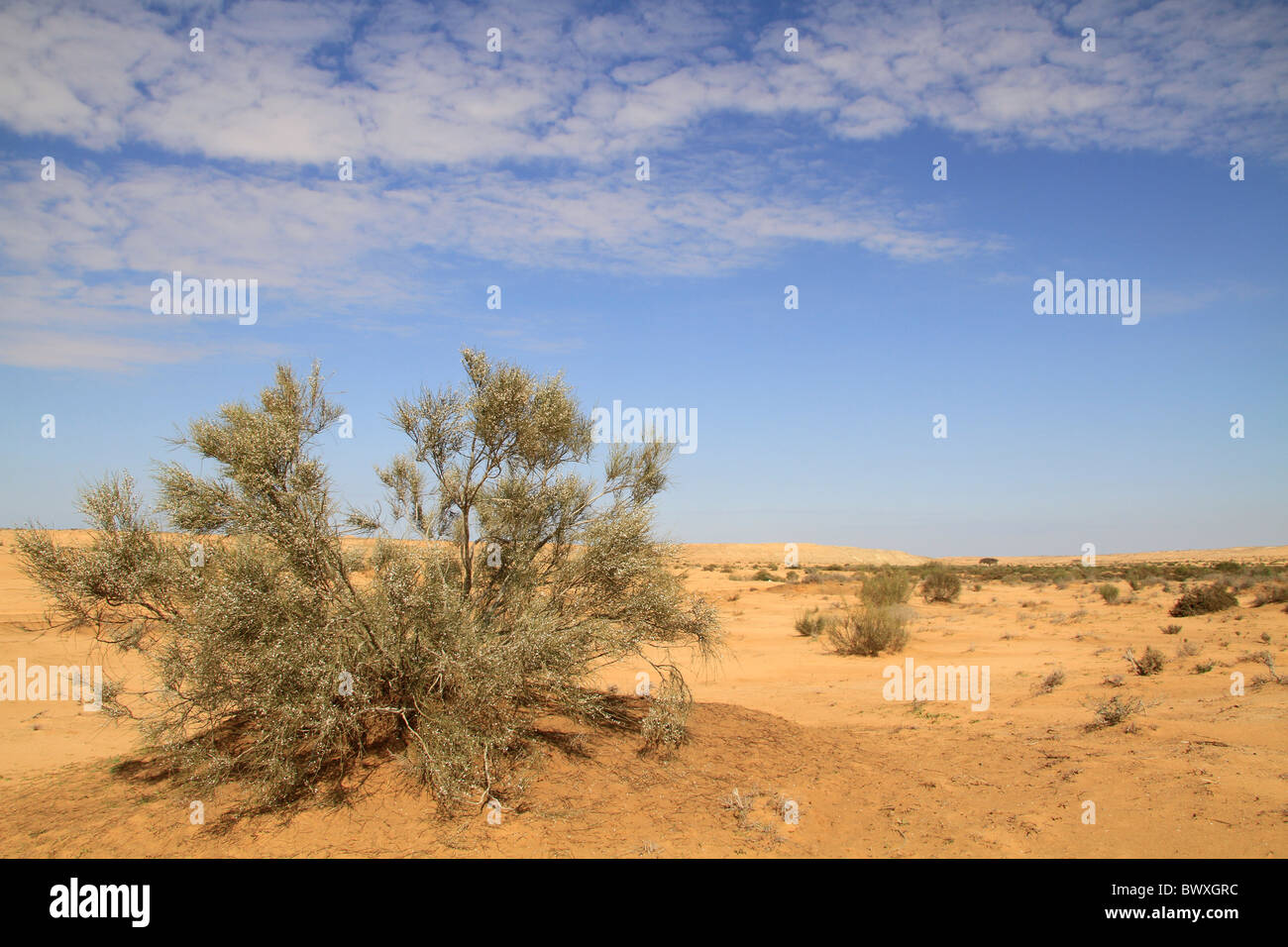 Retama blanca fotografías e imágenes de alta resolución - Alamy