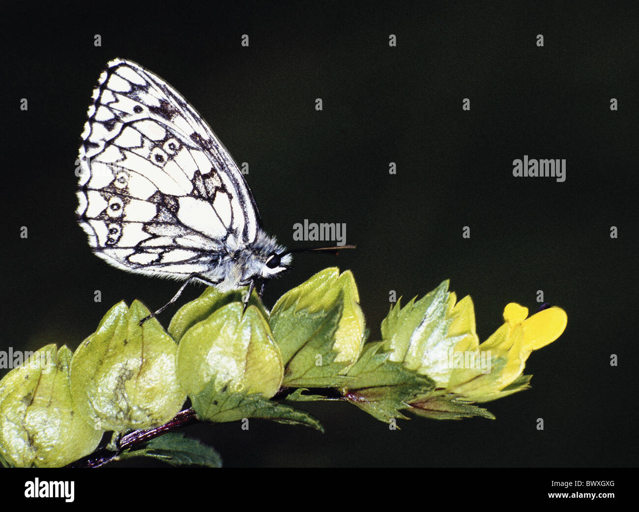 Planta de tablero de ajedrez-butterfly butterfly muestras patrones de blanco y negro sit Foto de stock