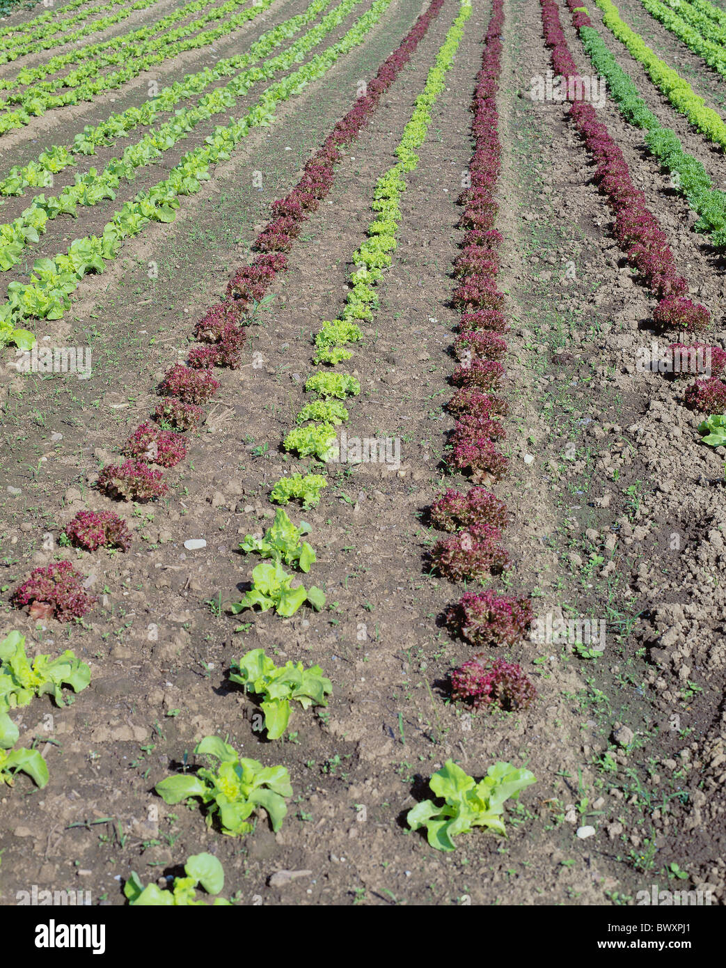 Verduras ensalada de lechuga verde rojo las filas del campo plántulas resumen parte cortante agricultura alimentos eati Foto de stock