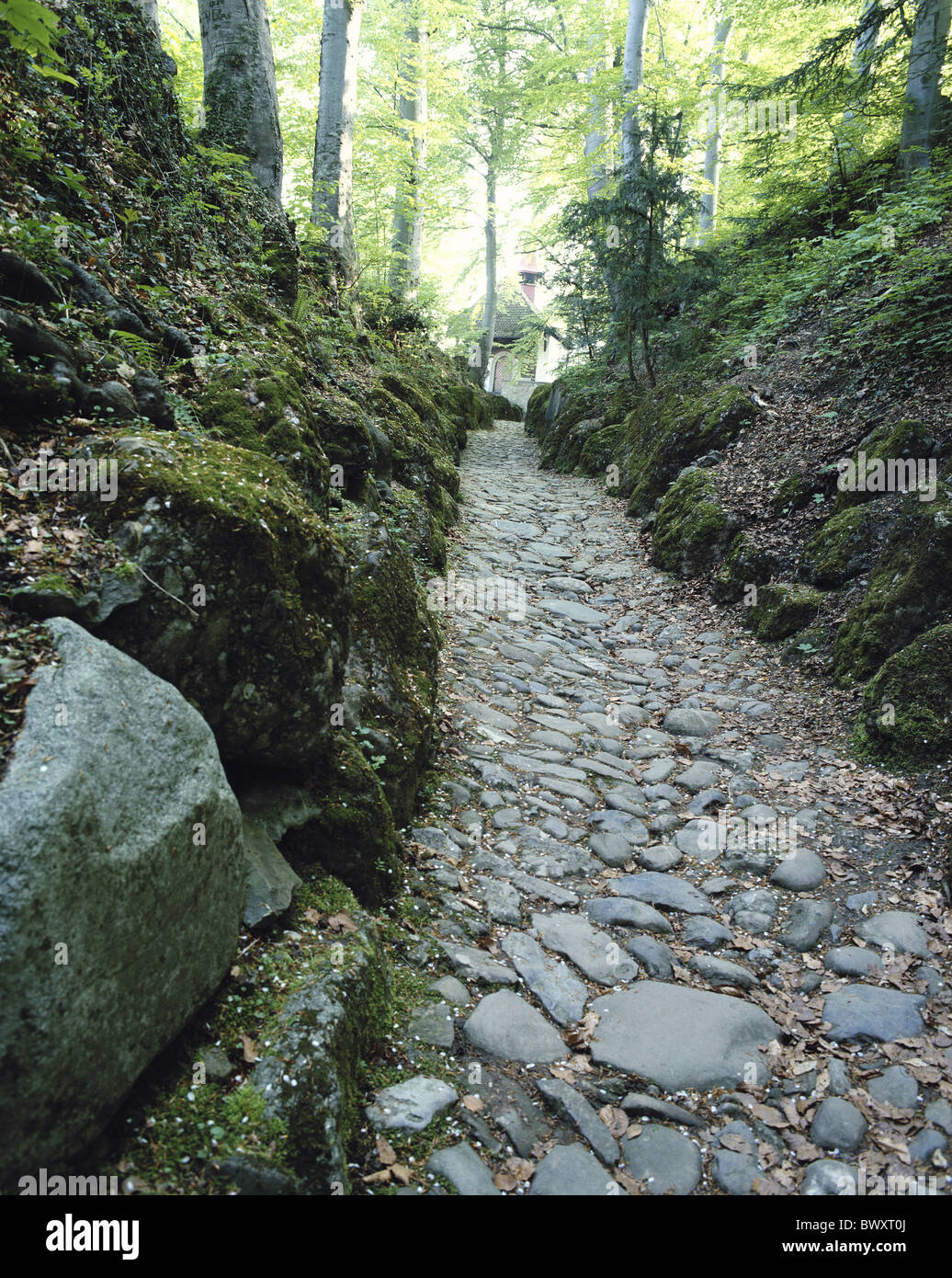 Lugar histórico hollow lane landvogt Gessler Suiza Europa Canton Schwyz forest road Foto de stock