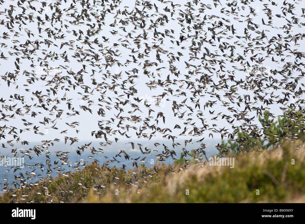 La migración de una bandada de golondrinas de árbol en Cape May en Nueva Jersey Foto de stock