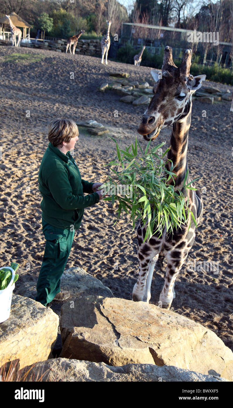 Guardián del Zoológico de Dublín Helen Clarke feeds Robin, alfa-jirafa macho, Irlanda Foto de stock