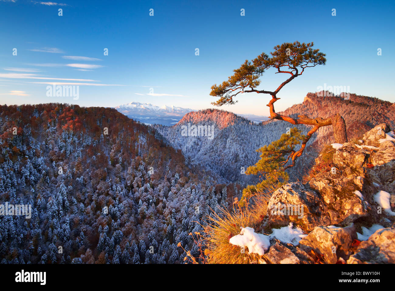 Único árbol en las montañas Pieniny, Pico Sokolica, Polonia Foto de stock
