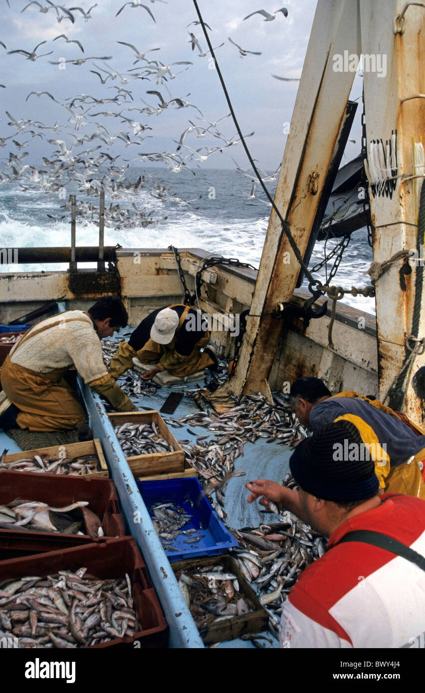 Clasificación de los pescadores con sus capturas en la cubierta de un arrastrero de pesca mientras una bandada de gaviotas círculos sobrecarga, Marsella, Francia. Foto de stock