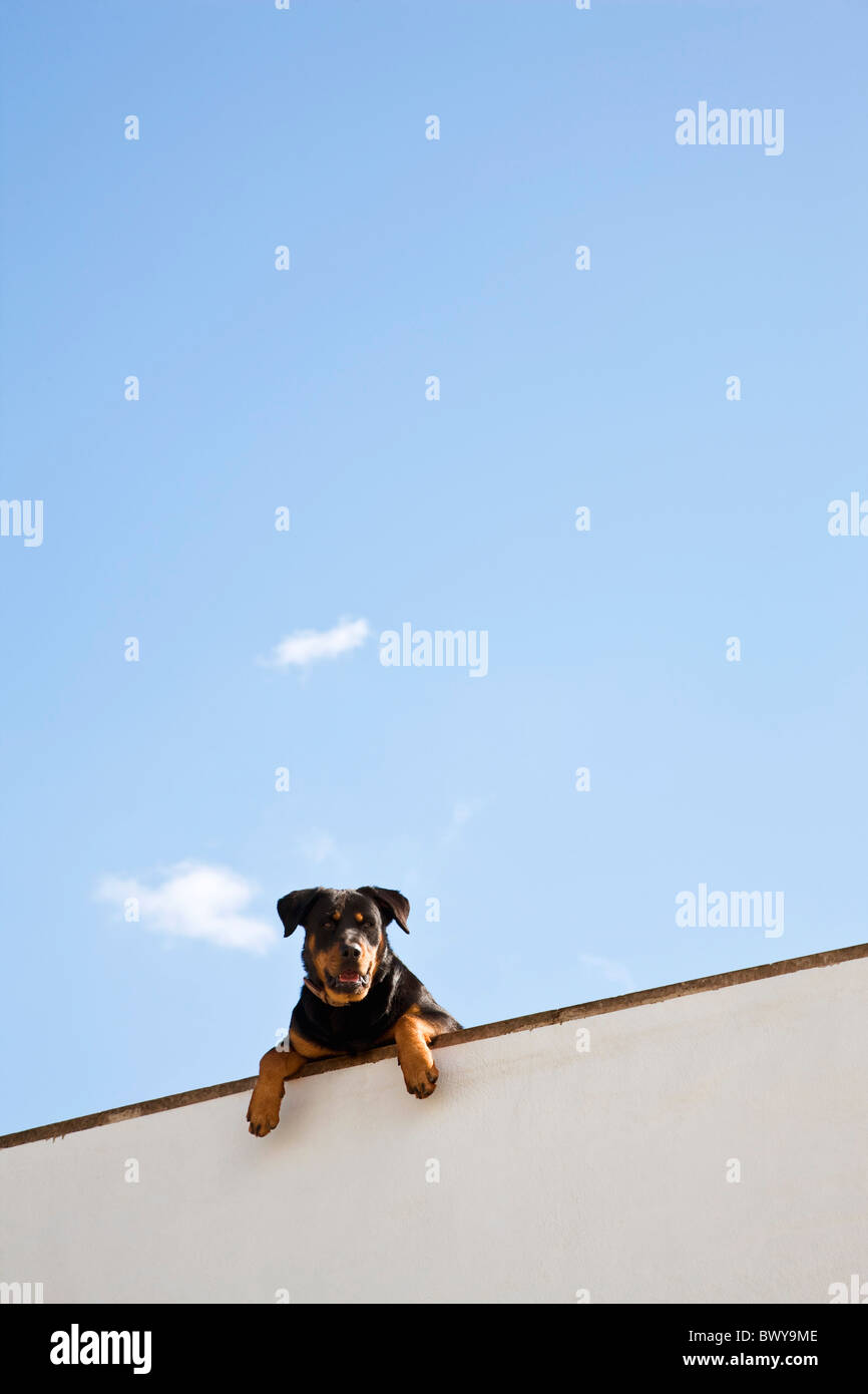 Perro mirando a lo largo de pared Fotografía de stock - Alamy