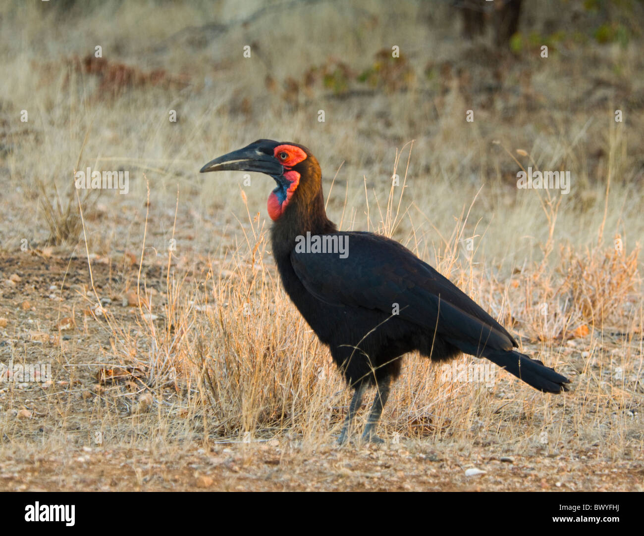 Bucorvus leadbeateri Ground-Hornbill sur Parque Nacional Kruger Sudáfrica Foto de stock