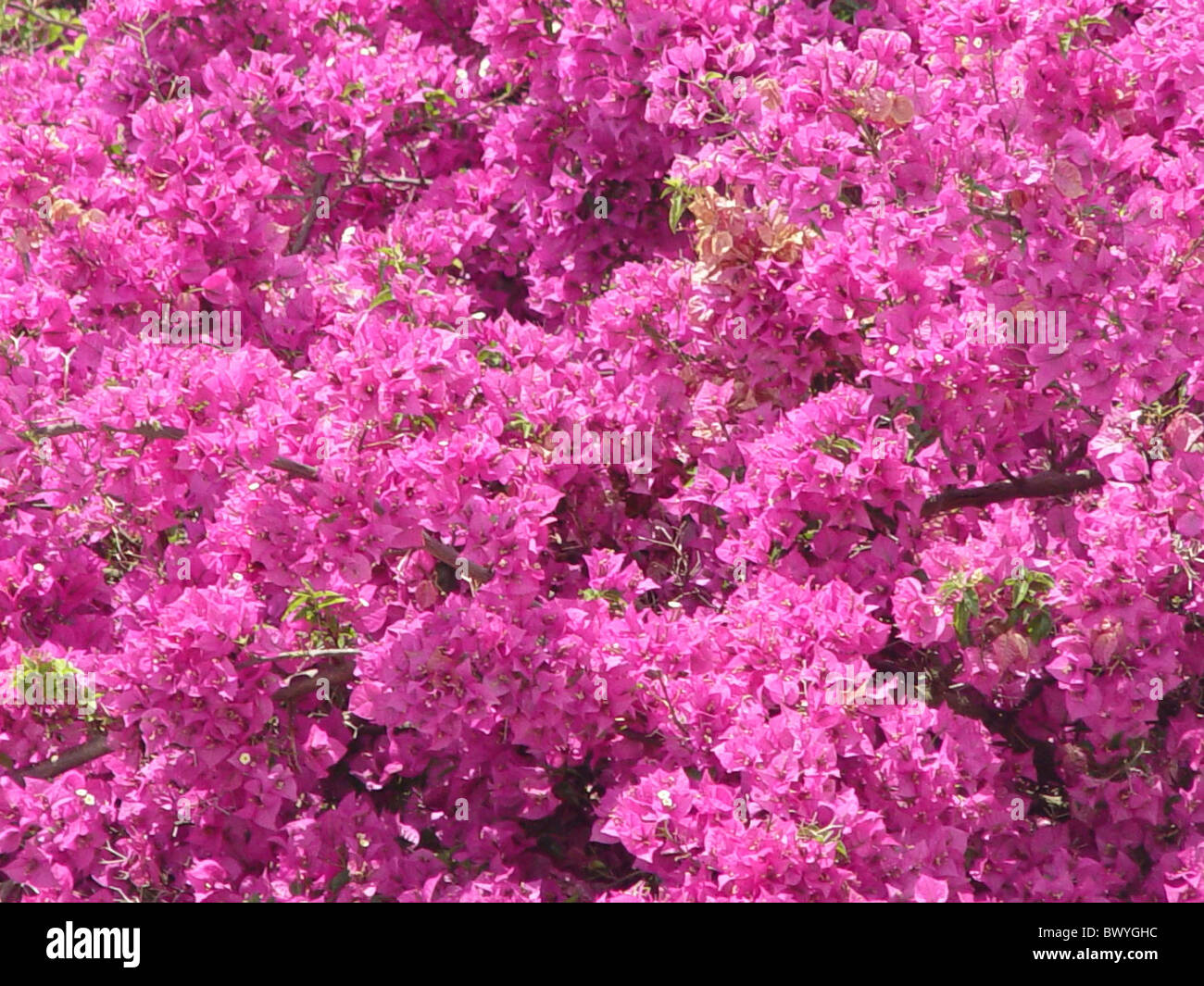 Florecen las flores florecen plantas malva rosa Foto de stock
