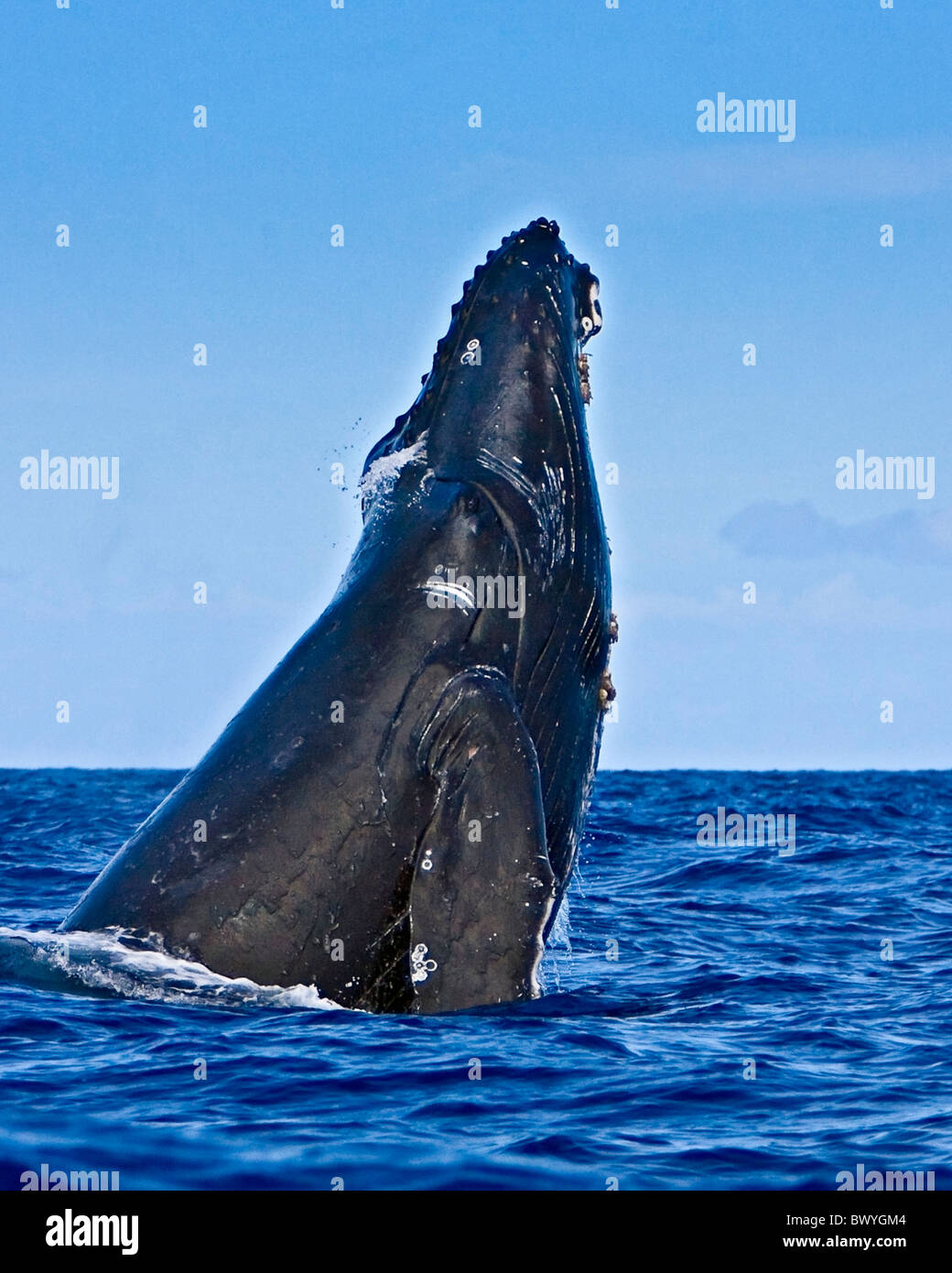 La ballena jorobada, Megaptera novaeangliae, violar, Hawaii, USA, Océano Pacífico Foto de stock