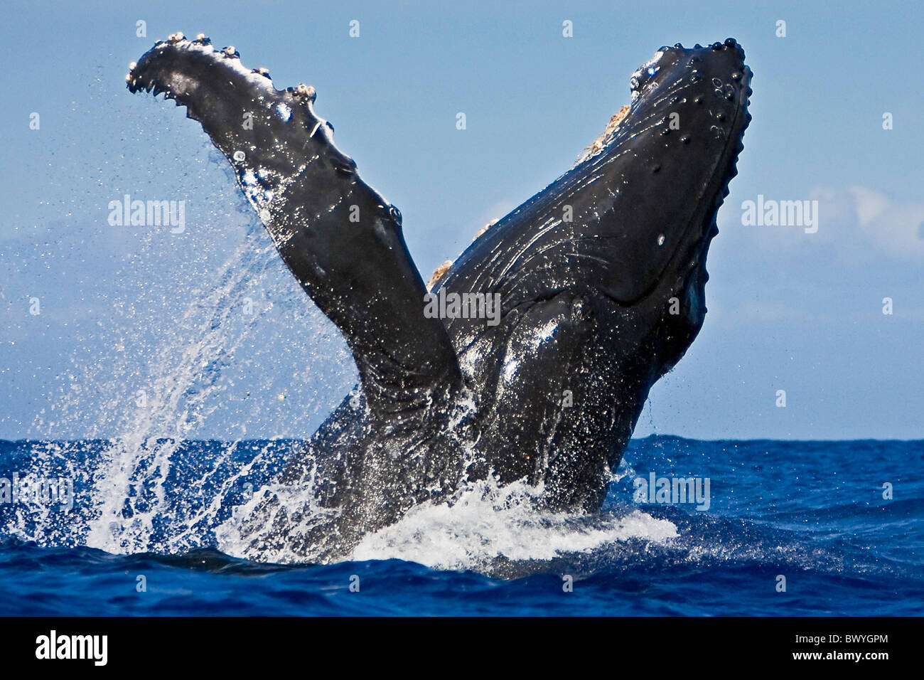 La ballena jorobada, Megaptera novaeangliae, violar, Hawaii, USA, Océano Pacífico Foto de stock