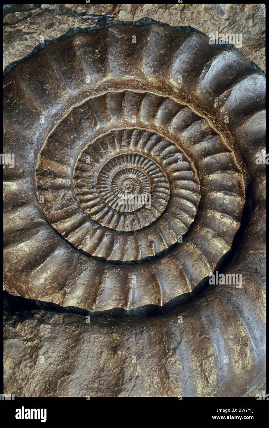 Amonita fósil fosilización de piedra en espiral Foto de stock