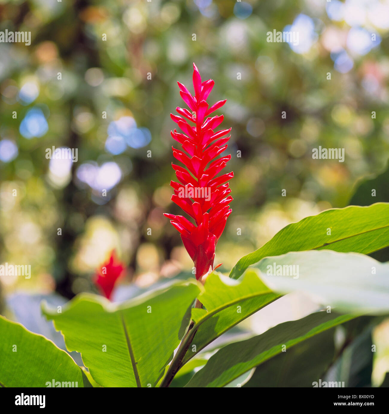 Florecer la flor roja flor tropical exótica del Caribe Santa Lucía Soufriere jardín botánico Fotografía de stock - Alamy Florecer la flor roja flor tropical exótica del Caribe Santa Lucía Soufriere jardín botánico Fotografía de stock - Alamy
