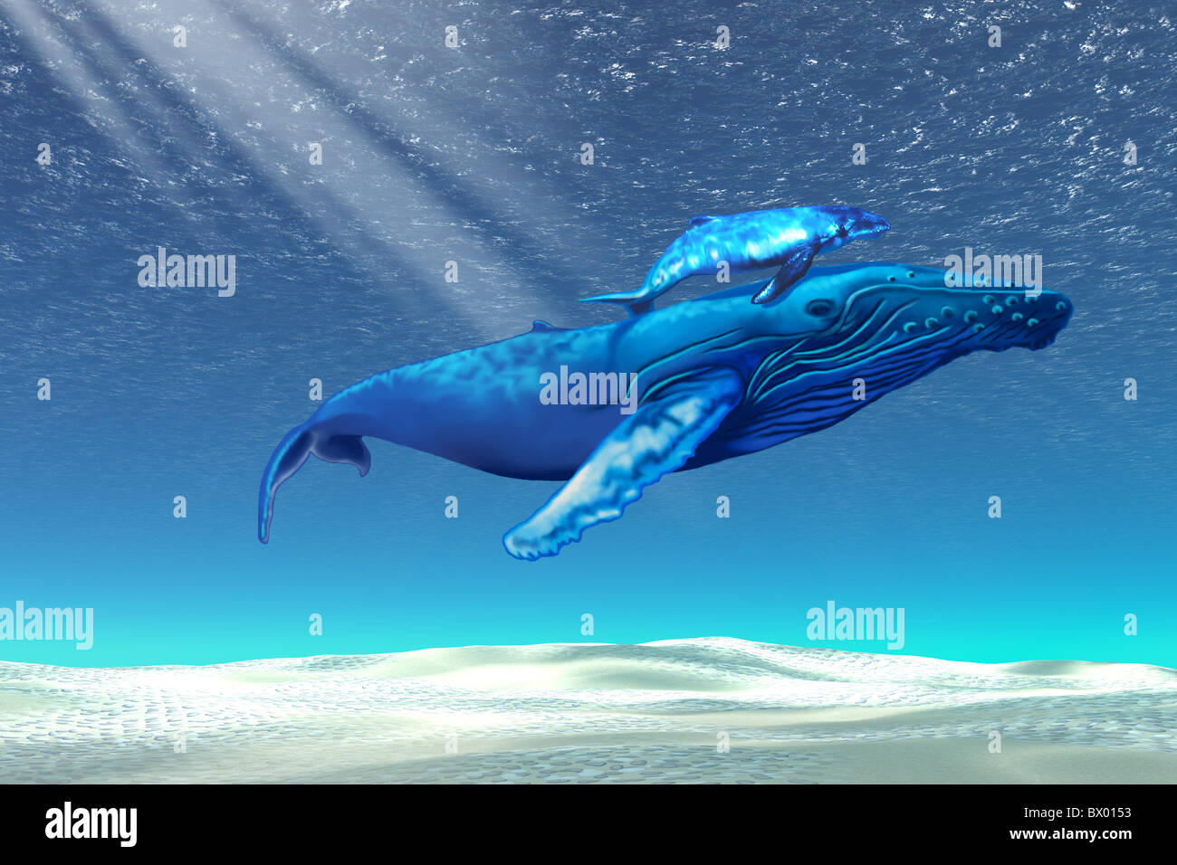 La mamá y el bebé ballenas jorobadas nadar a través de cristalinas