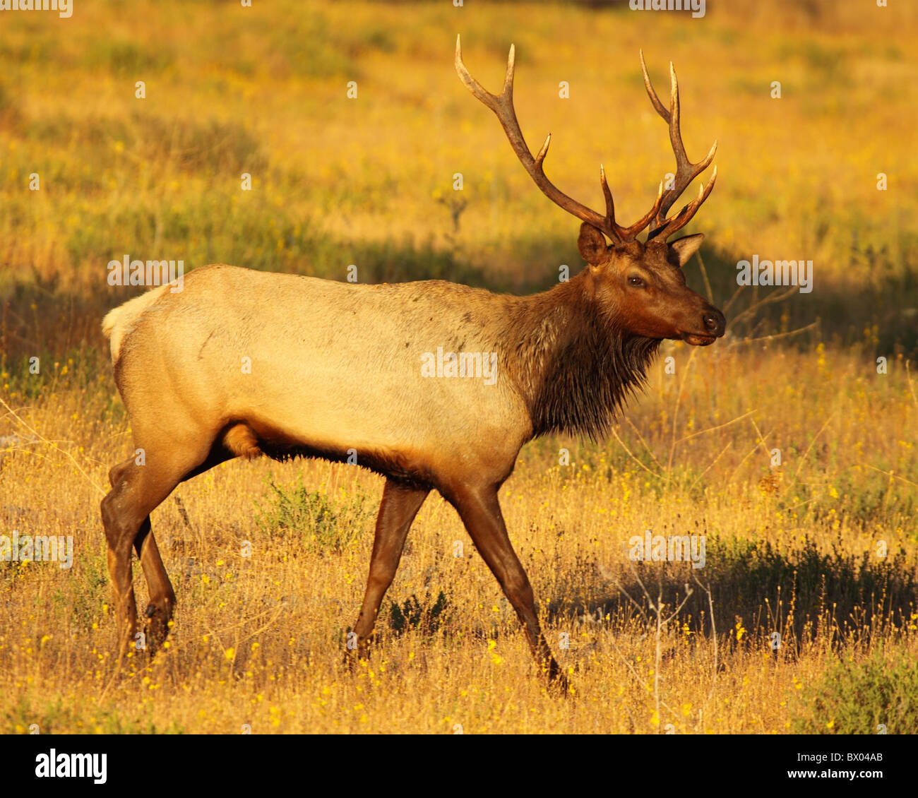 Un Tule Elk bull en otoño. Foto de stock