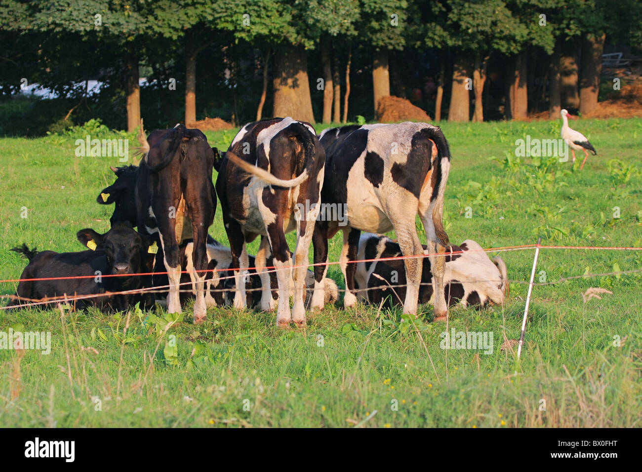 Las vacas que pastan en verdes praderas. Una vaca está mirando a la cámara. Cigüeña blanca en el fondo. Foto de stock