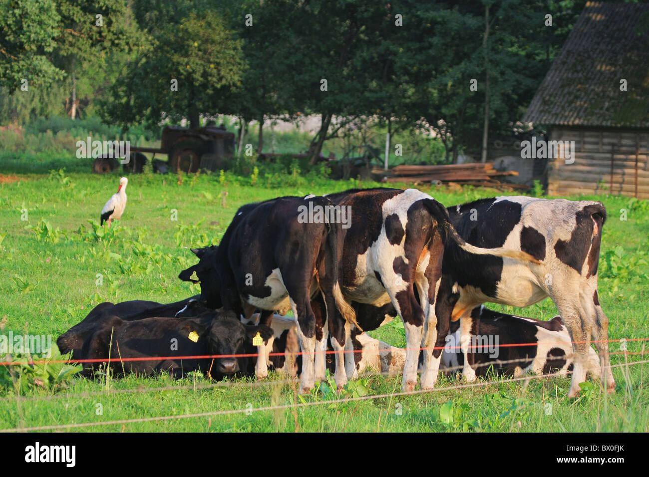 Las vacas que pastan en verdes praderas. Una vaca está mirando a la cámara. Cigüeña blanca en el fondo. Foto de stock