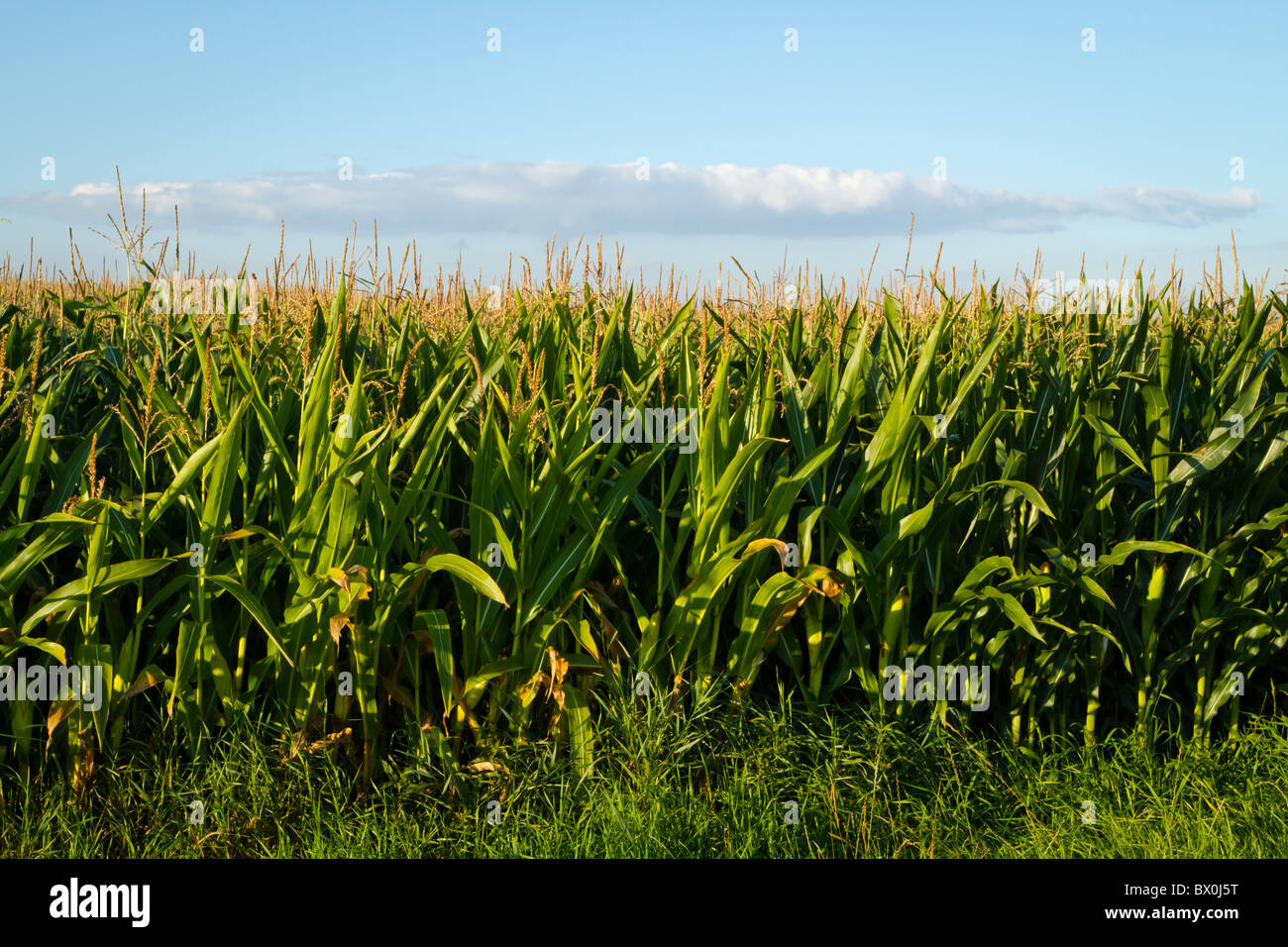 Campo de maíz temprano en la mañana unas pocas semanas antes de la cosecha con una sola nube en el cielo azul, Inglaterra, Reino Unido. Foto de stock