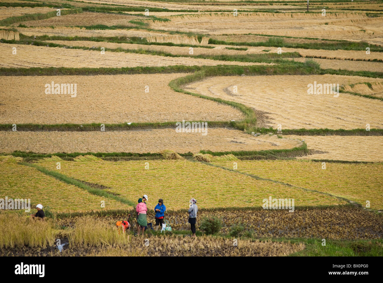 Campo de arroz en la temporada de cosecha del valle de Paro, Bhután Foto de stock