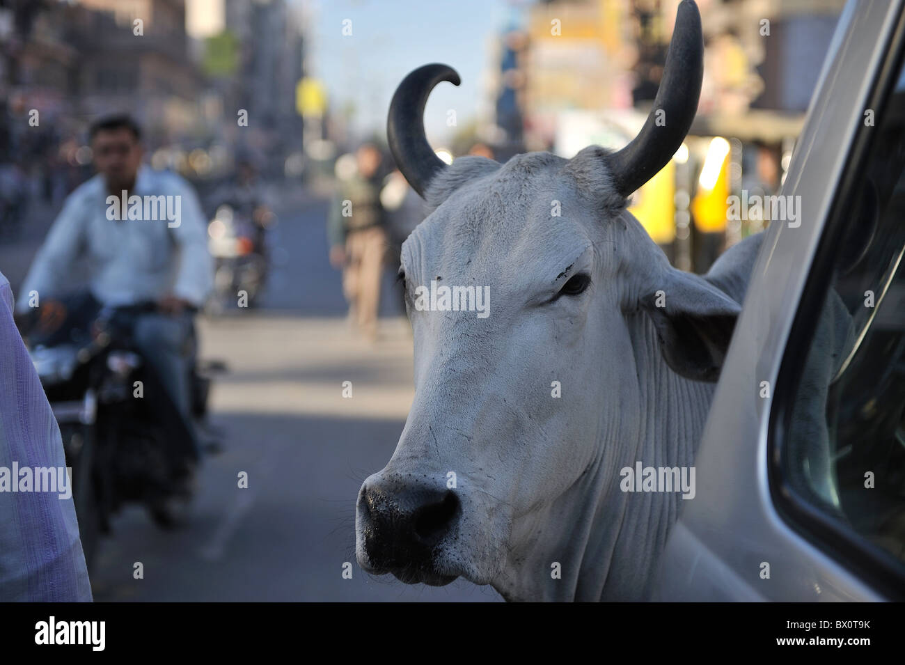 Una vaca de itinerancia libre en el centro de Jodhpur, Rajasthan Foto de stock
