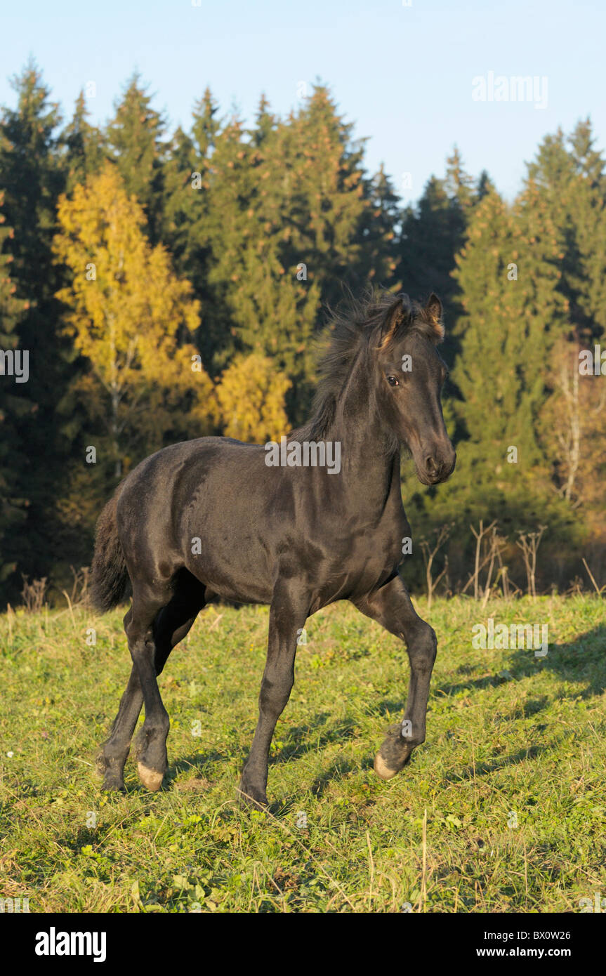 Potro de caballo frisón en otoño de noche Foto de stock