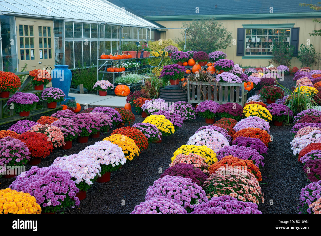 Visualización del otoño colorido mamis y calabazas en este país tienda en Lewisburg, Pensilvania. Foto de stock