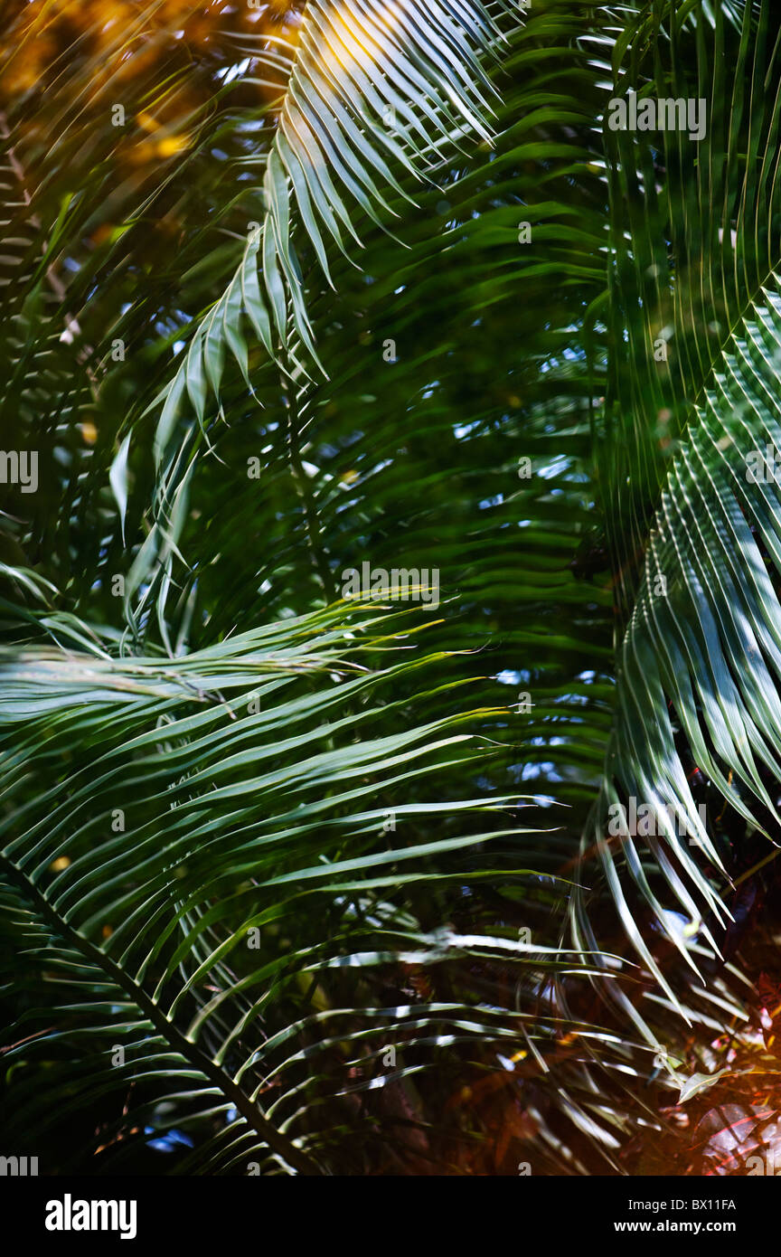 Las palmeras de coco que refleja en una piscina en India Foto de stock