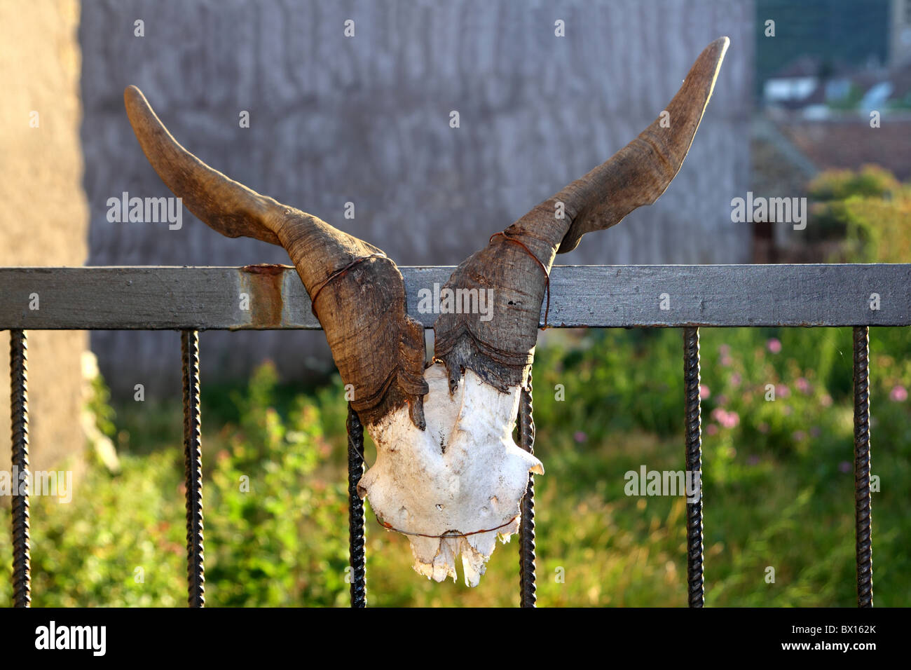 Cuerno de cabra símbolo de fertilidad metáfora ligada a la entrada de la puerta de valla Foto de stock