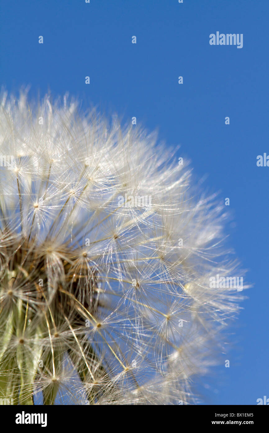 Detalle de un cielo azul con diente de león - Taraxacum officinale Foto de stock