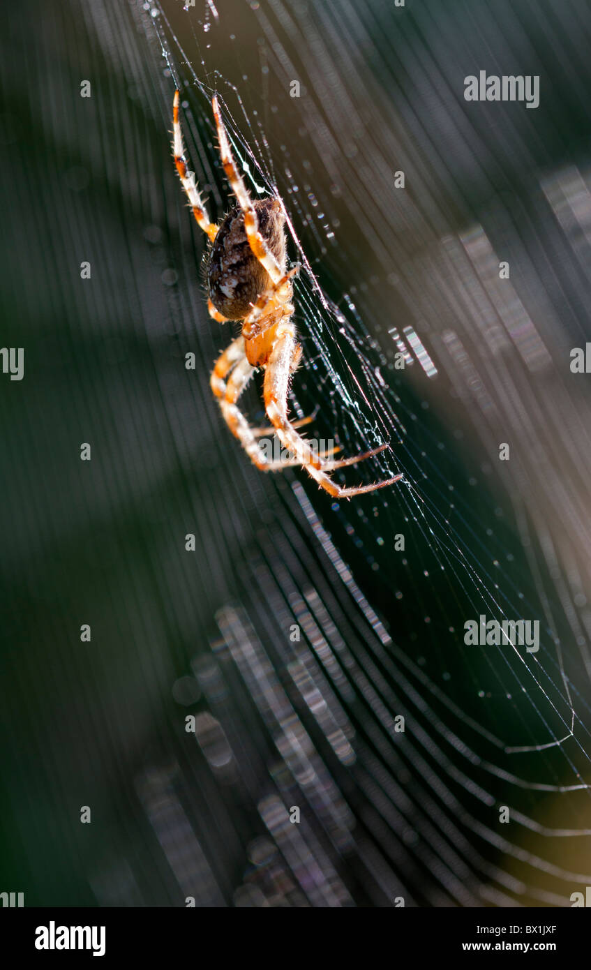 Perfil de una araña de jardín en una web - Araneus diadematus Foto de stock