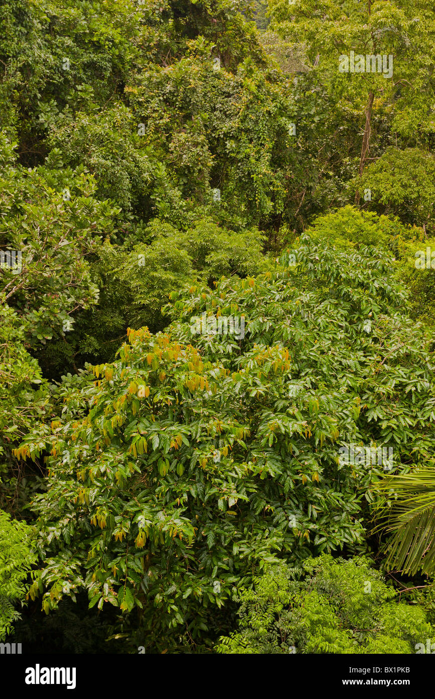 El Parque Nacional Soberanía, Panamá - árbol de la selva, Canopy Rainforest Discovery Center en Pipeline Road. Foto de stock