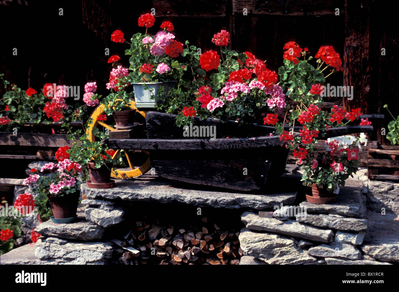 Barrow Bergell Bondo Grisons Graubunden transporte decoración joyas joyería  flores flores geranios ho Fotografía de stock - Alamy
