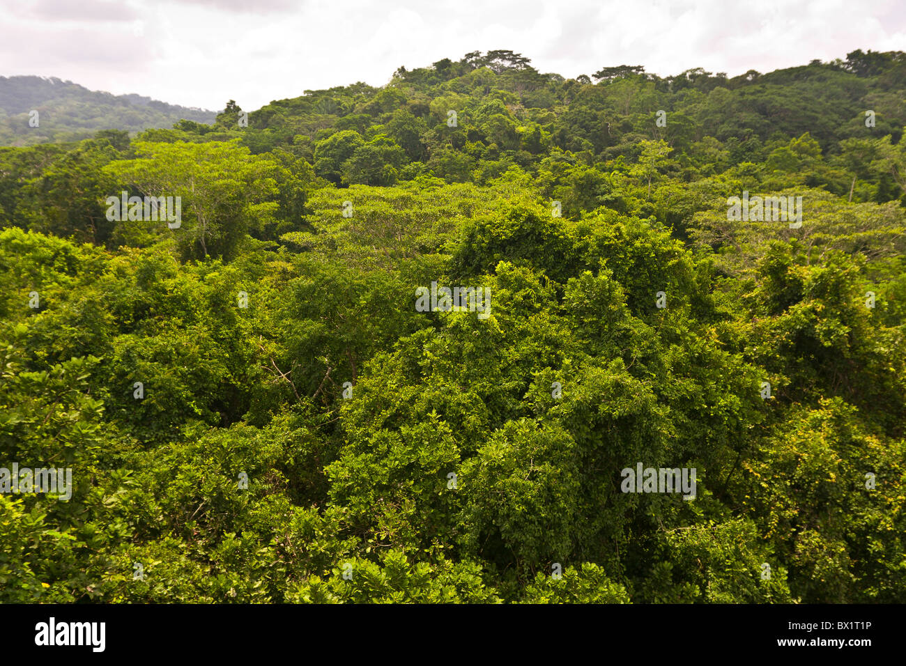 El Parque Nacional Soberanía, Panamá - árbol de la selva, Canopy Rainforest Discovery Center en Pipeline Road. Foto de stock