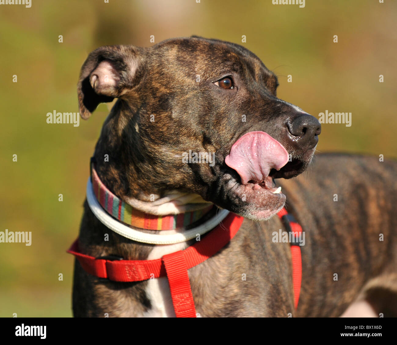 Staffordshire Bull Terrier perro lamiendo los labios Foto de stock