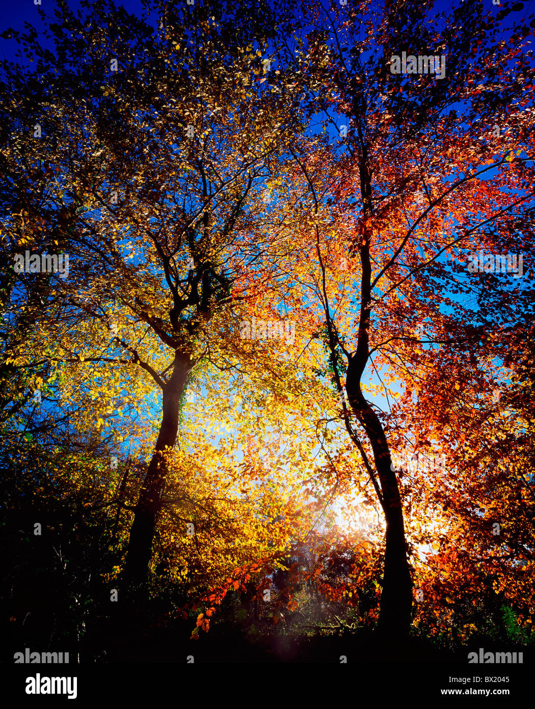 La luz del sol brilla a través de árboles de otoño Foto de stock