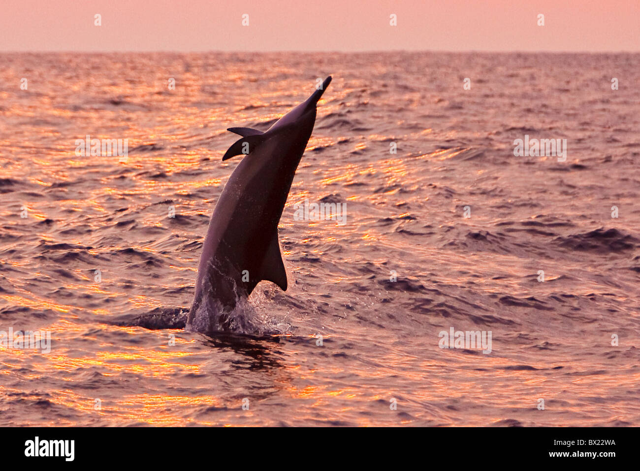 Delfines hawaiano, Stenella longirostris longirostris, saltando al atardecer off costa de Kona, Big Island, Hawaii, Estados Unidos, el Pacífico Foto de stock